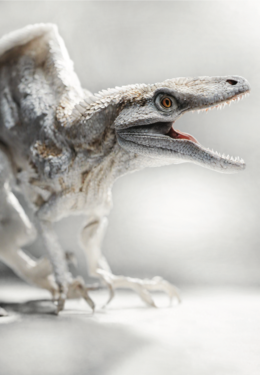 deltadromeus agilis raptor copyright ©thefossilstore.com