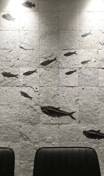 由 8 英寸瓷砖组成的马赛克鱼化石墙，展示了一群 Diplomystus 和 Knitia 鱼化石