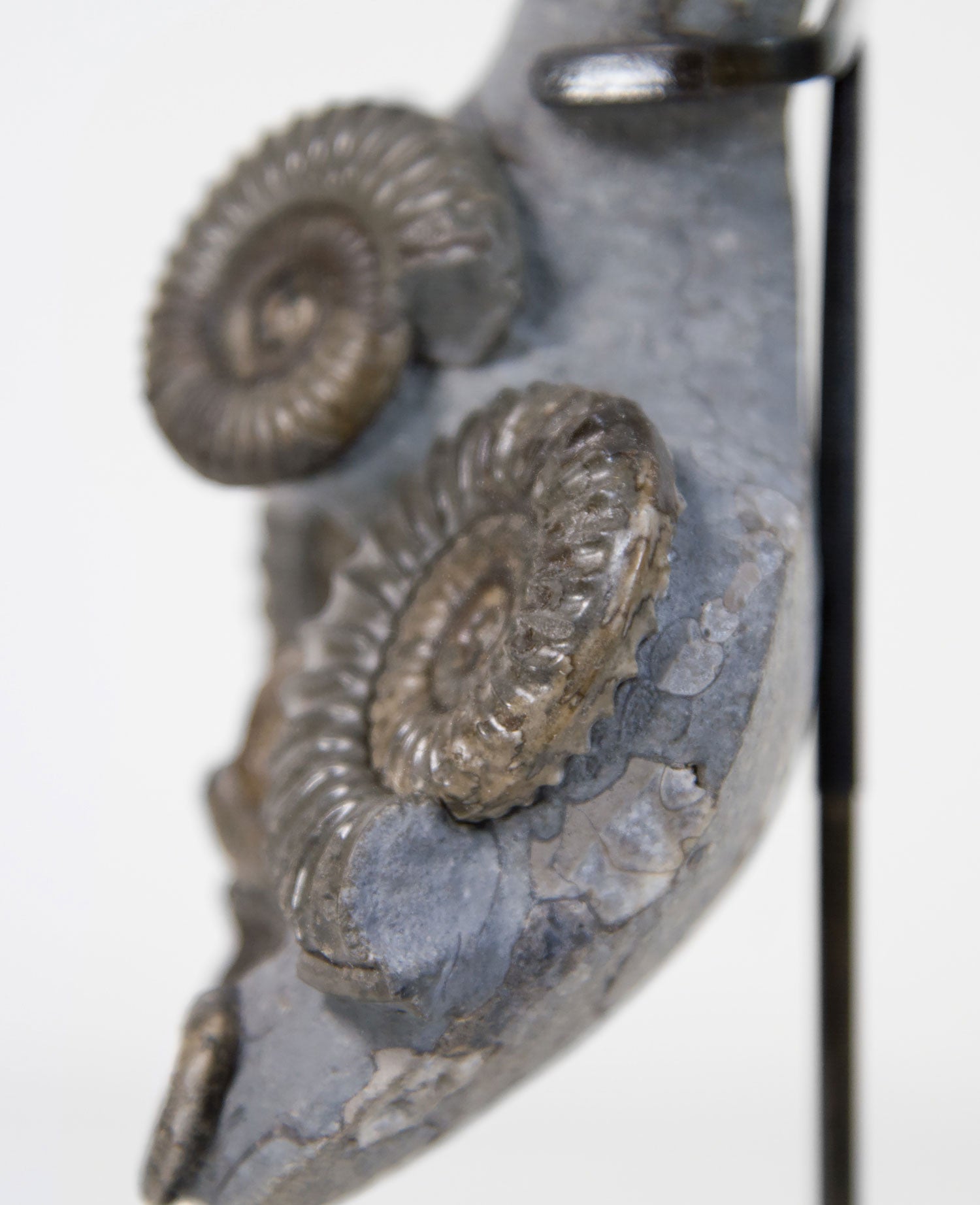 Ammonites from Britain on a bronze stand
