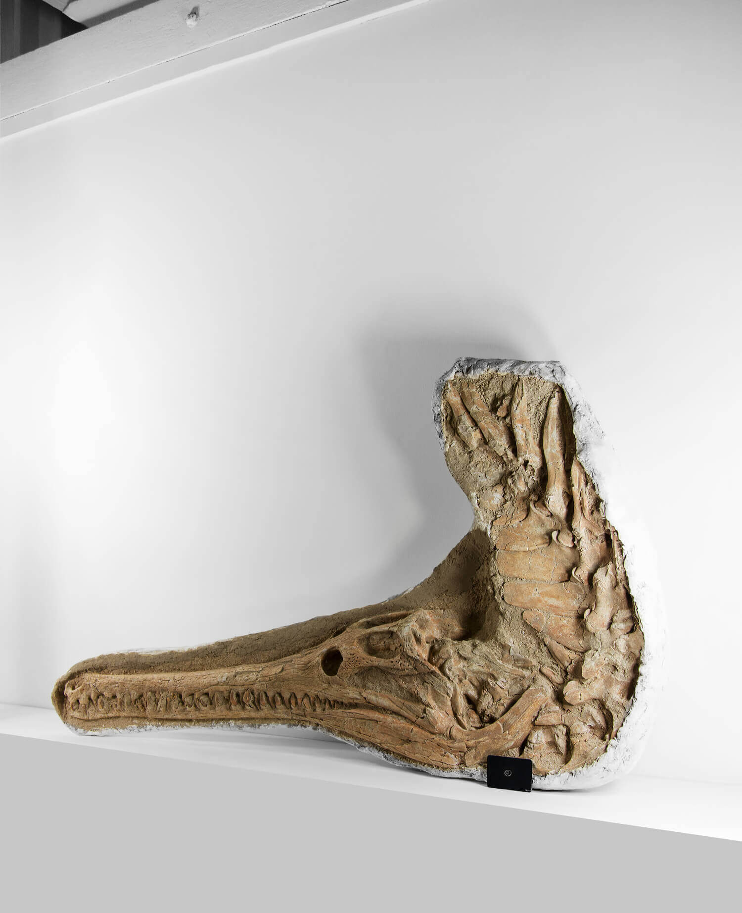 Fossil crocodile dyrosaurus