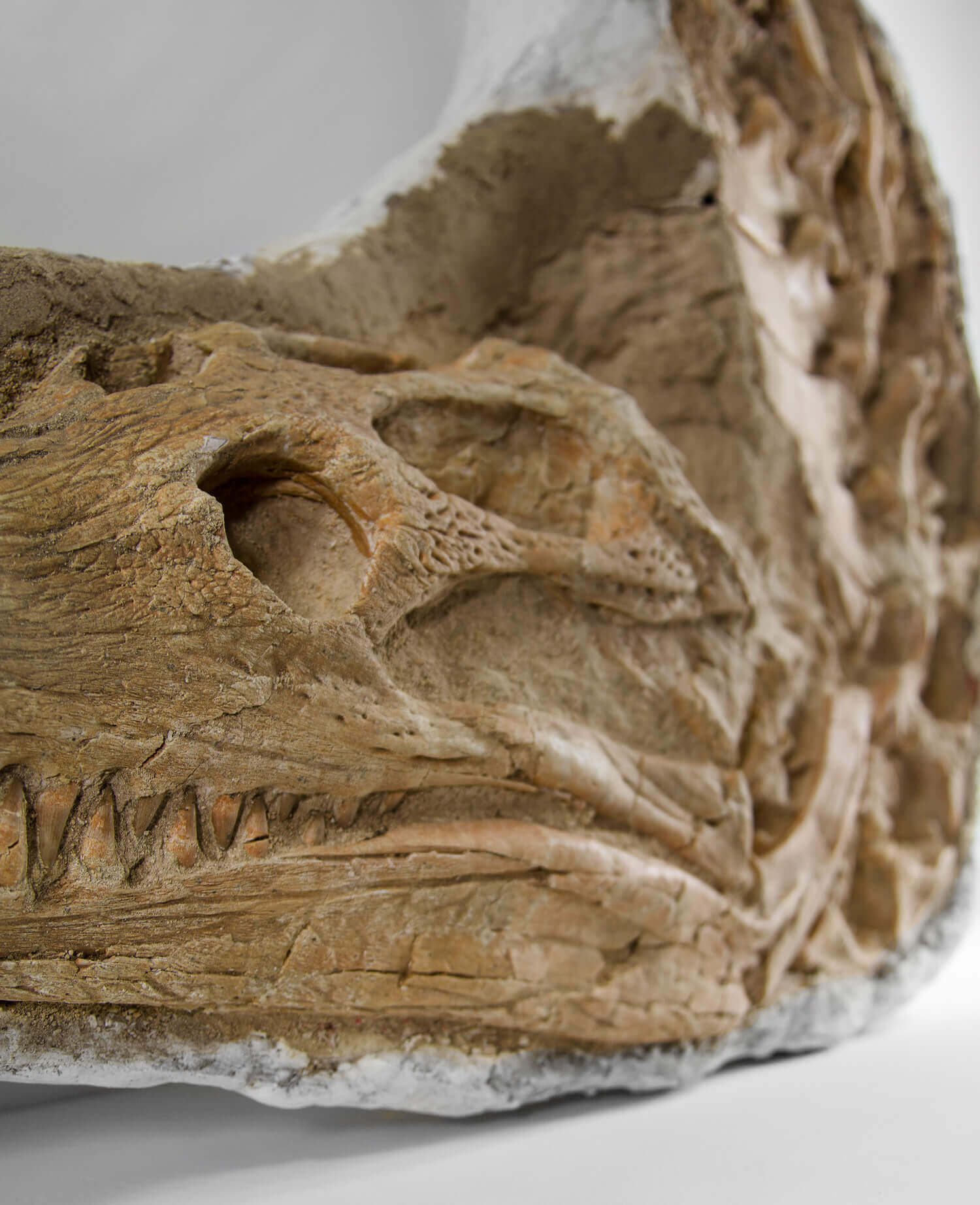 Angle of crocodile dyrosaurus fossil skull