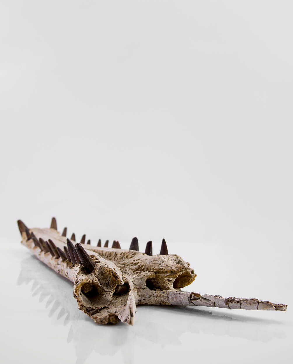 Elosuchus 鳄鱼角