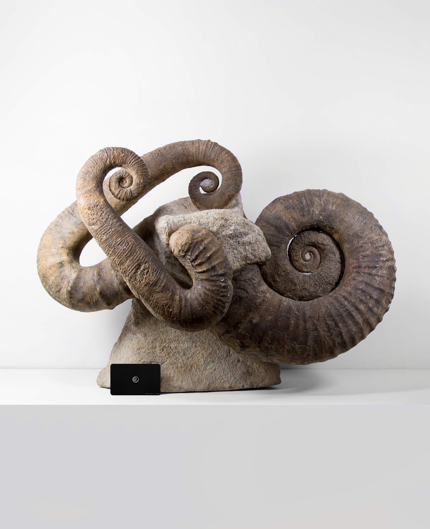 Ancyloceras ammonite fossil sculpture