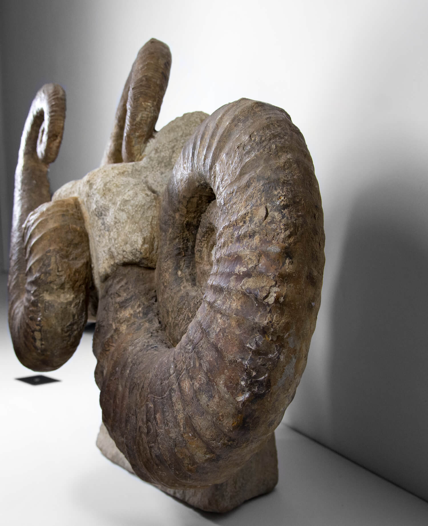 Ancyloceras ammonite fossil sculpture