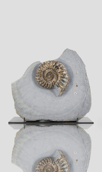 Rare Large Asteroceras Ammonites for sale