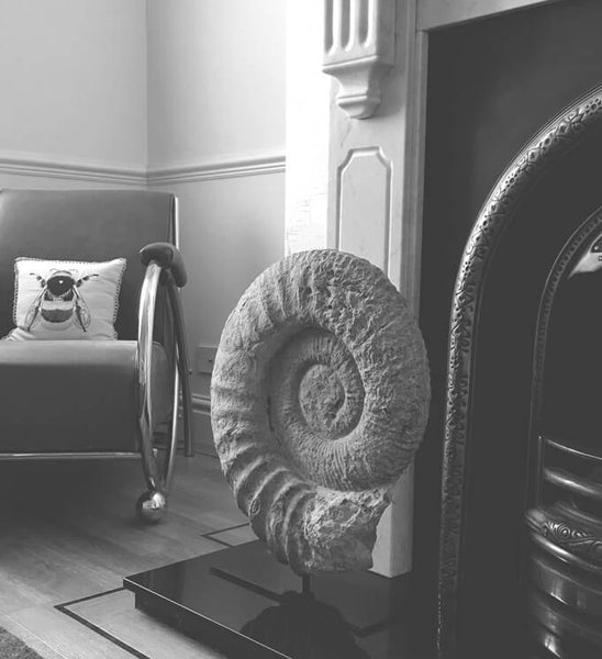 Interior styled Fossil Ammonites for sale presented on bronze stands by THE FOSSIL STORE