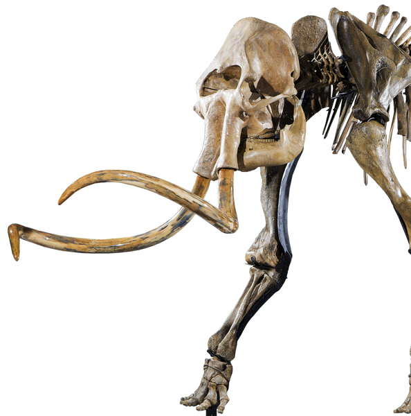 Woolly Mammoth skeleton for sale