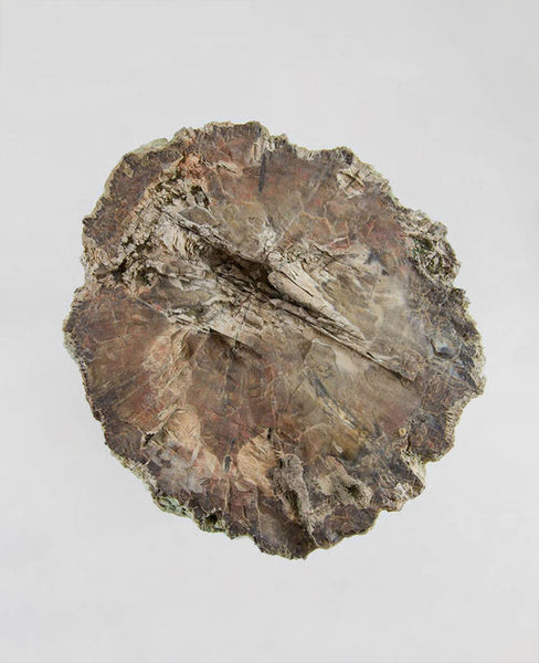 Fossil tree log for sale