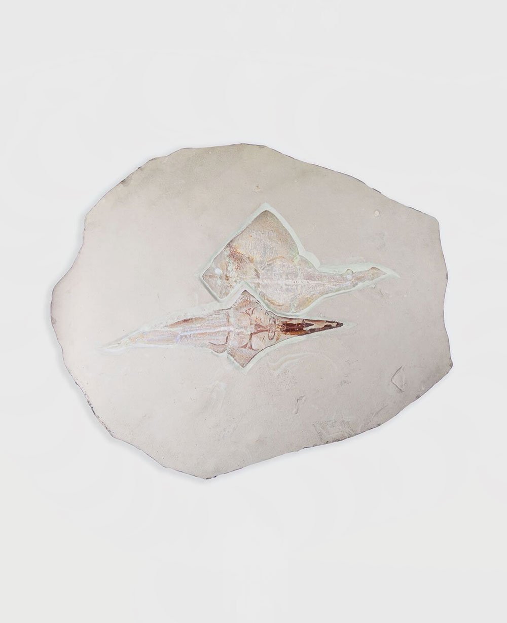 A fossil ray-fish on a wonderful large limestone slab