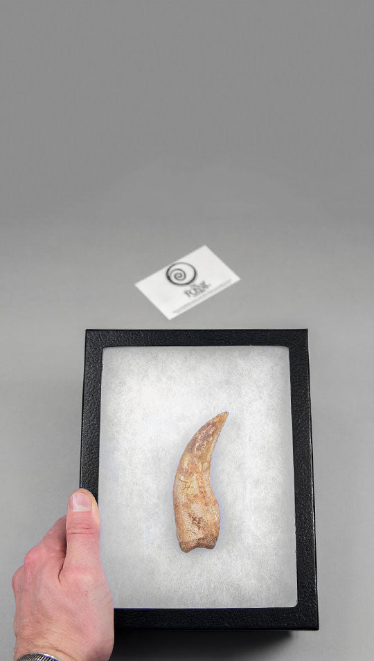 Dinosaur claw in a glass faced case