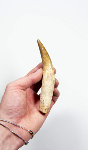 Spinosaurus dinosaur tooth for sale at The Fossil Store