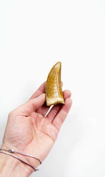 Carcharodontosaurus dinosaur fossil tooth