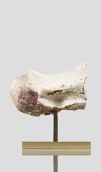 A white Spinosaurus vertebra on a brass stand 