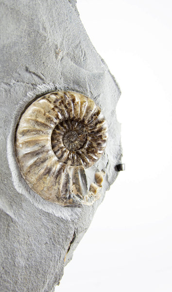 asteroceras ammonites for sale
