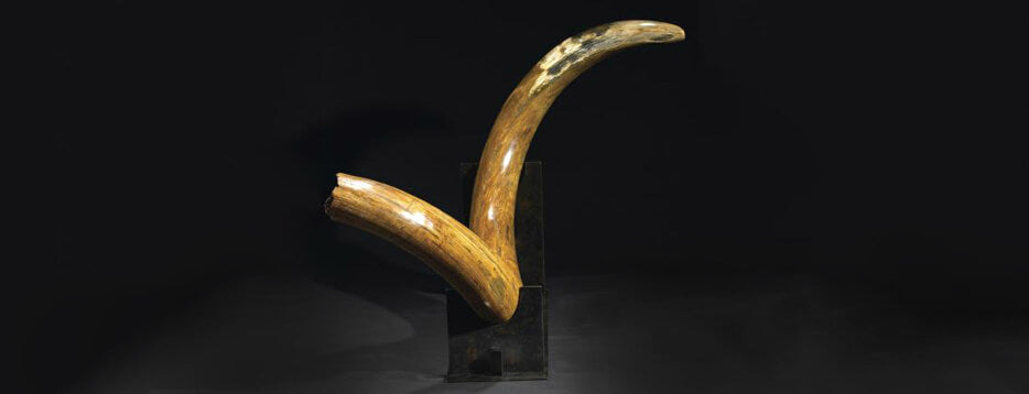 record mammoth tusk