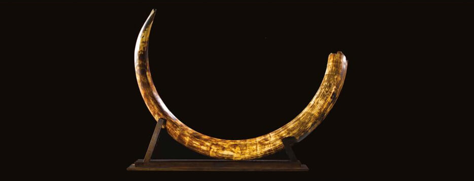 Mammoth tusks for sale