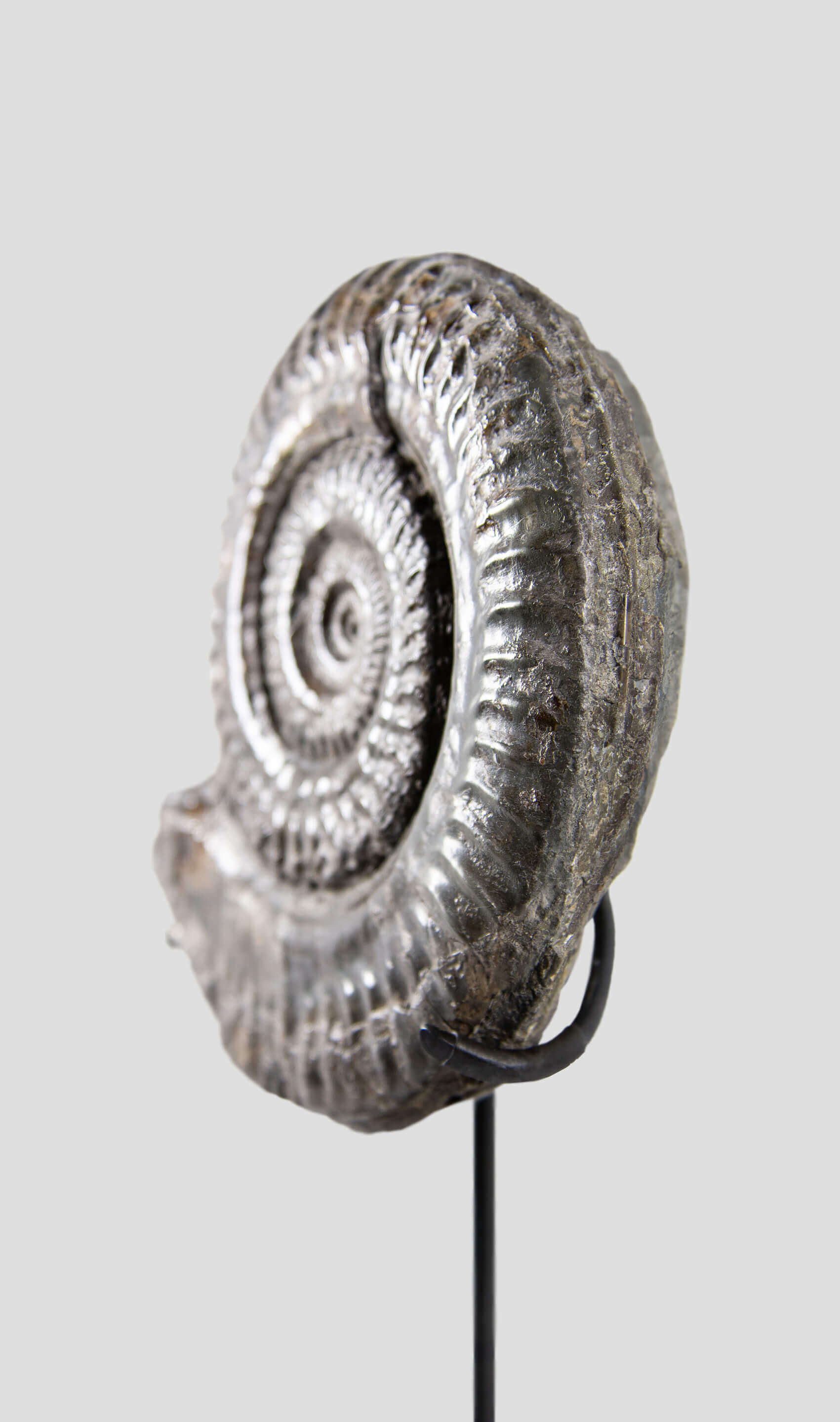 Hoplitoides Wohltmanni Ammonite 382mm