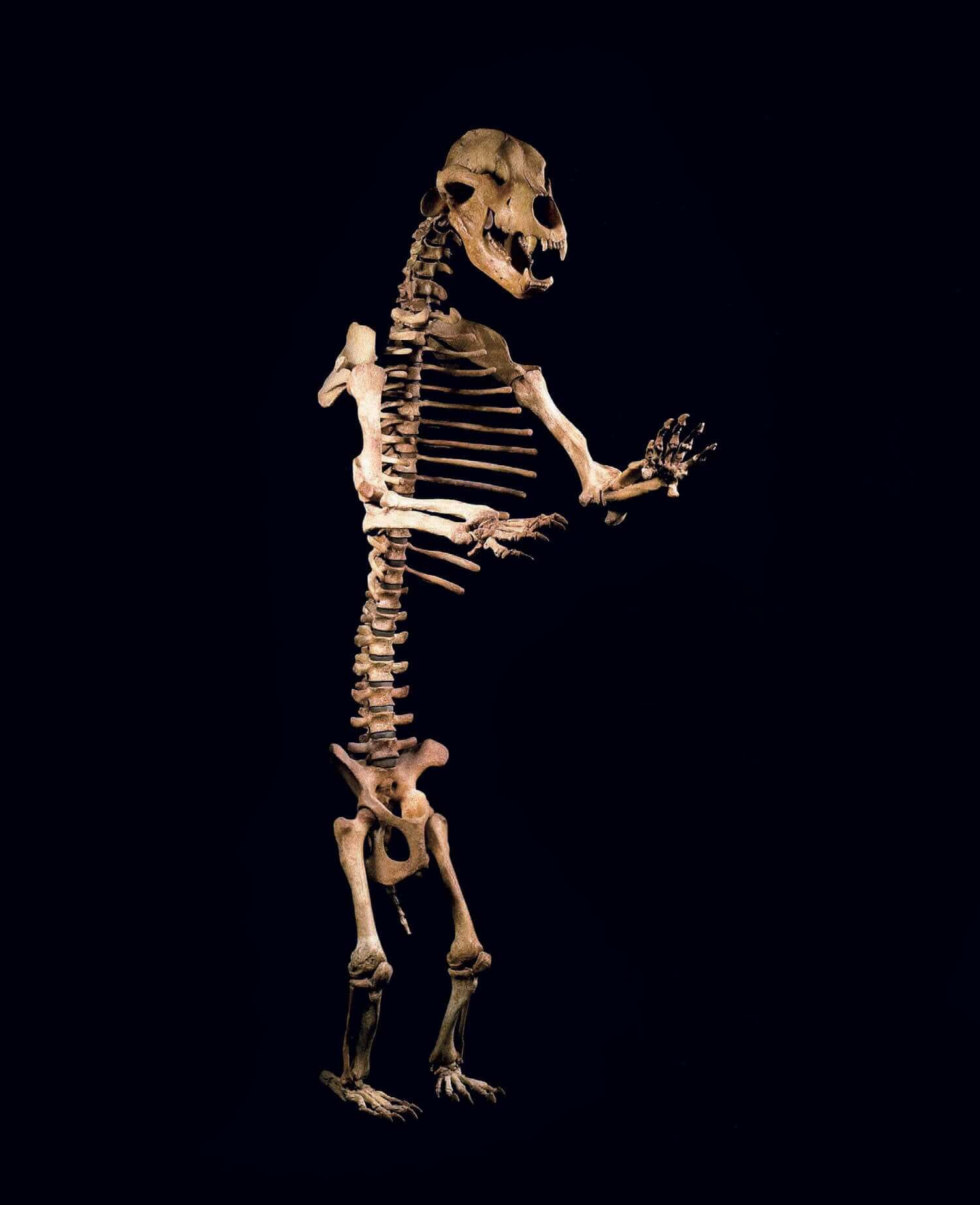 Cave Bear Skeletons 6ft+ – THE FOSSIL STORE