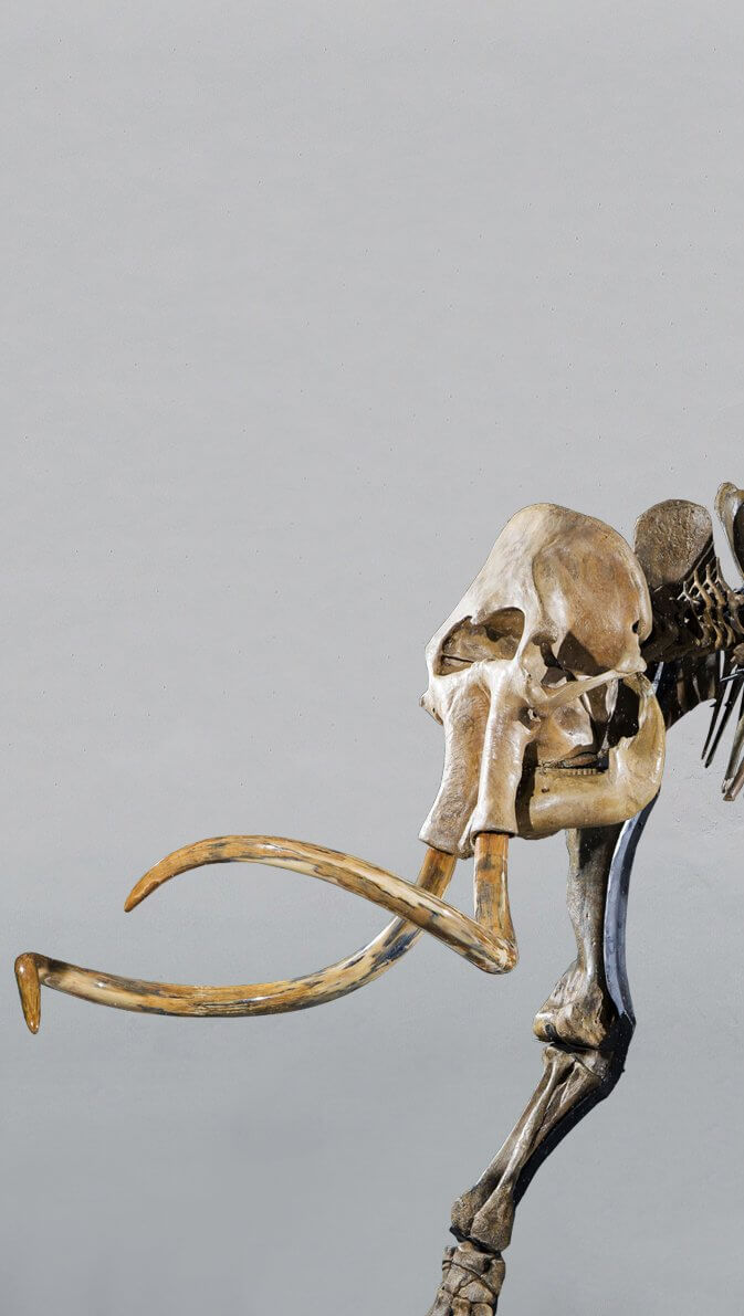 Woolly Mammoth Skeletons | THE FOSSIL STORE