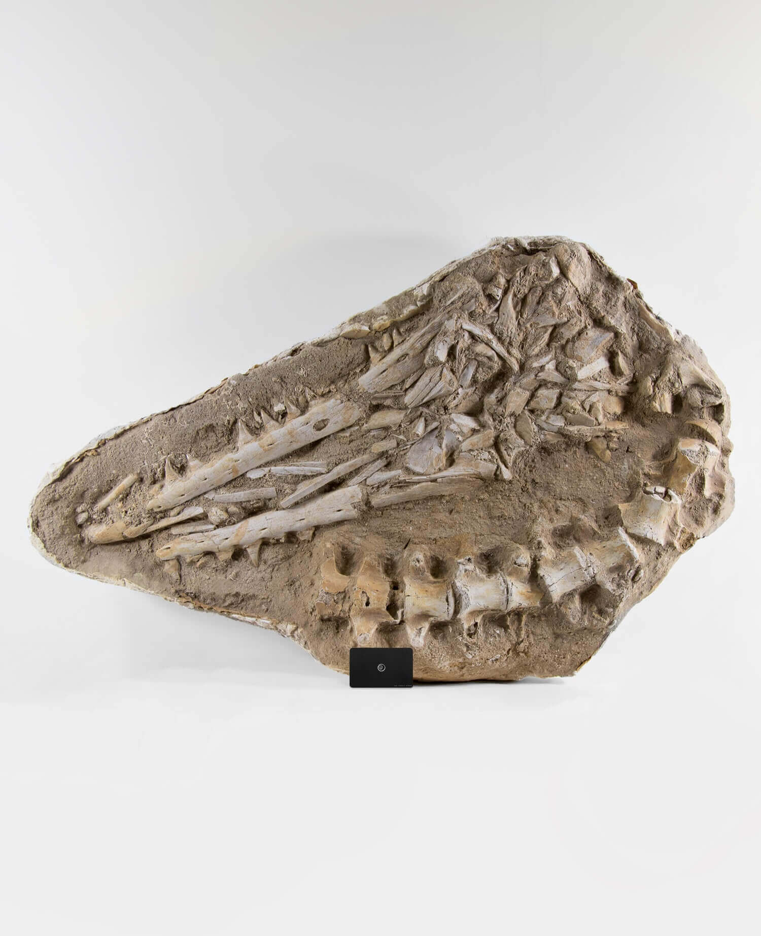 Mosasaurus Halisaurus Jaw  | THE FOSSIL STORE