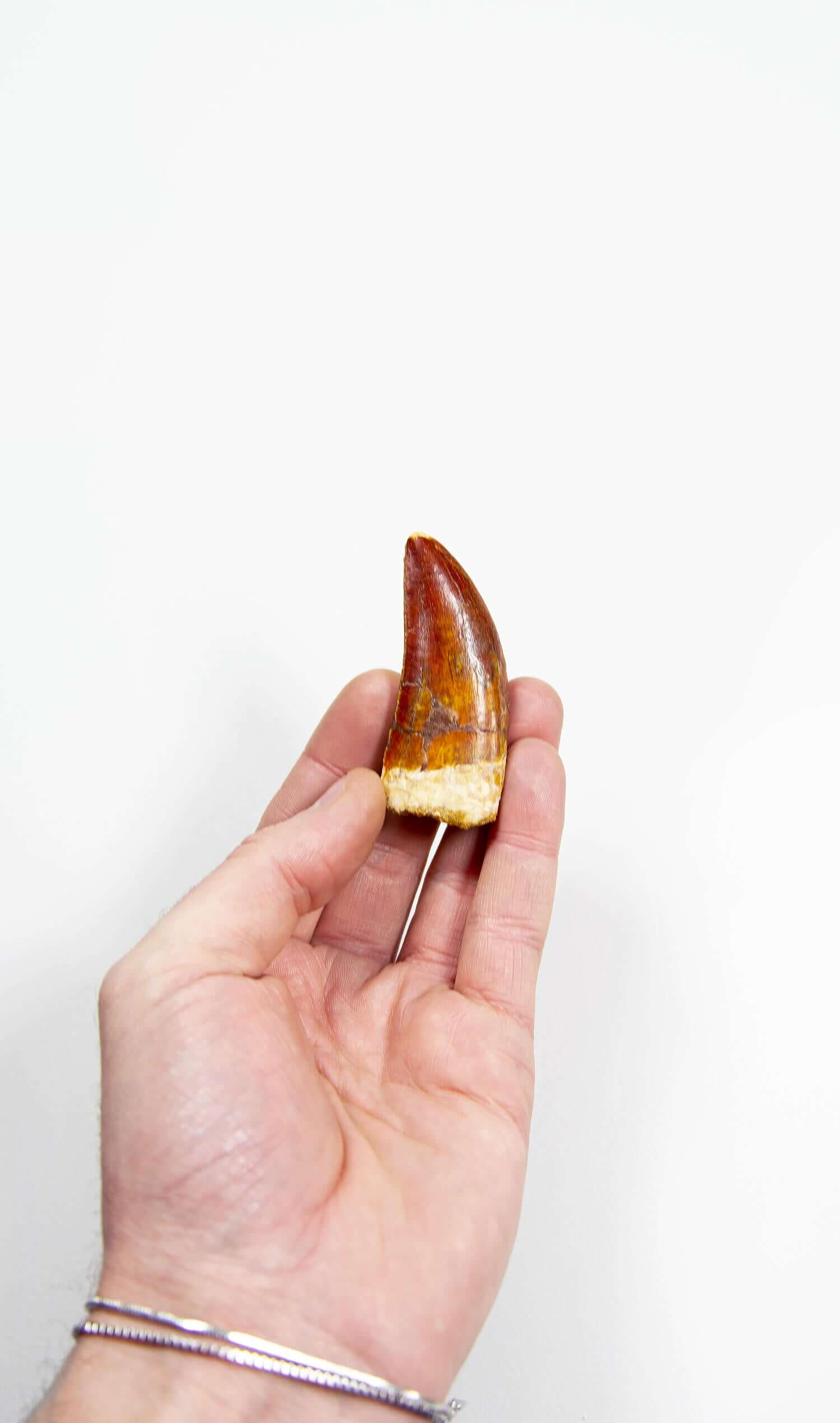 Authentic Spino Tooth? - Is It Real? How to Recognize Fossil Fabrications -  The Fossil Forum