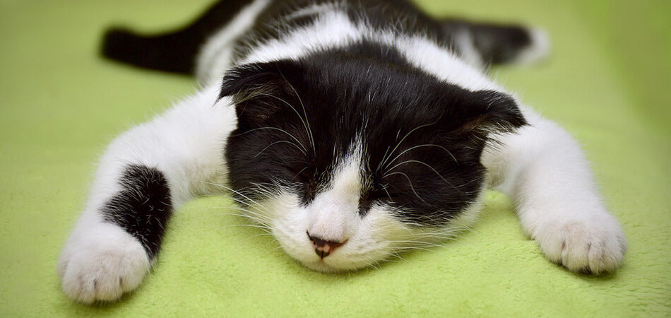 Black and white kitten taking a nap | Pakapalooza