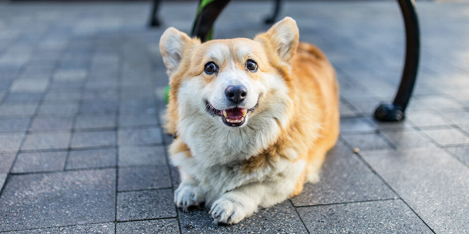 Corgi Dog Laying Down | Pakapalooza