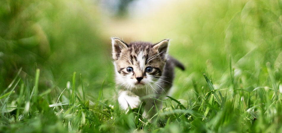 Kitten in grass hunting for something | Pakapalooza