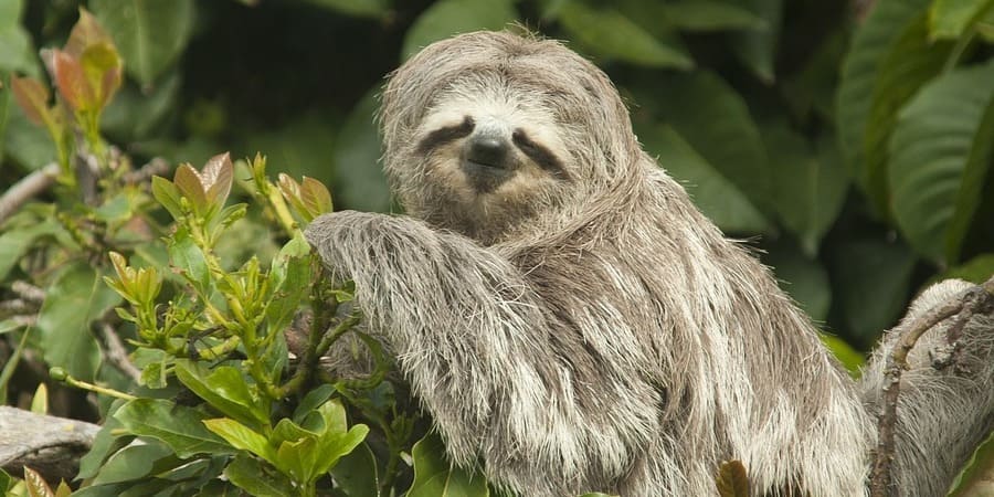 Sloth Sitting in Tree | Pakapalooza