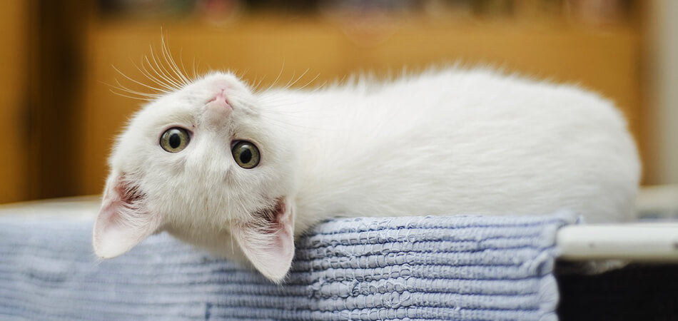 Kitten with its head upside down | Pakapalooza