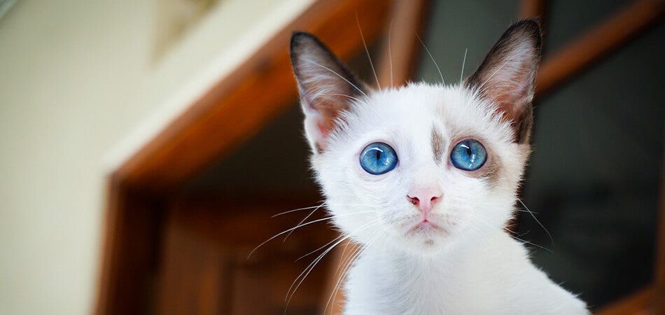 White cat with blue eyes | Pakapalooza