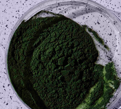 An image of Spirulina