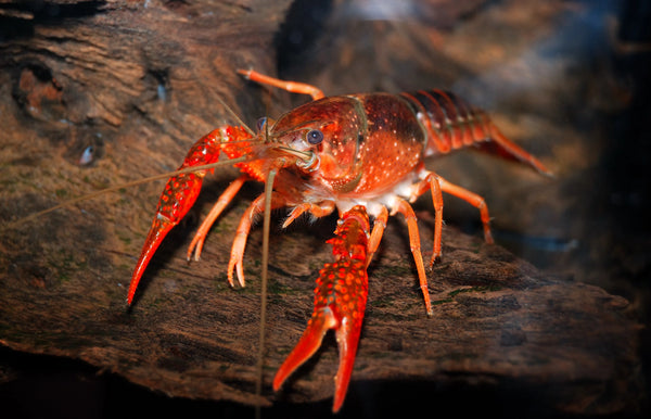 crayfish