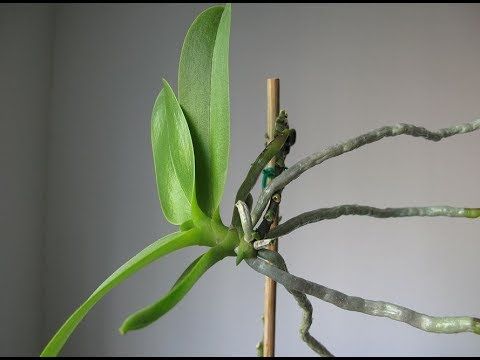 Keiki listo para ser separado de la planta madre