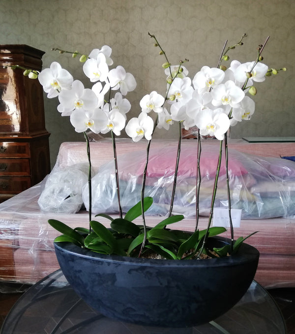Orquídea Oriental – Orquidea Oriental