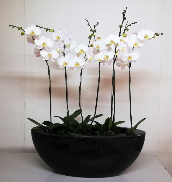 Arreglo planta orquidea equilibrio – Orquidea Oriental