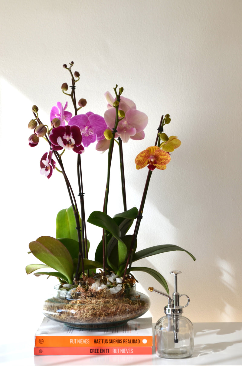 Arreglo de orquideas en planta transparencia – Orquidea Oriental