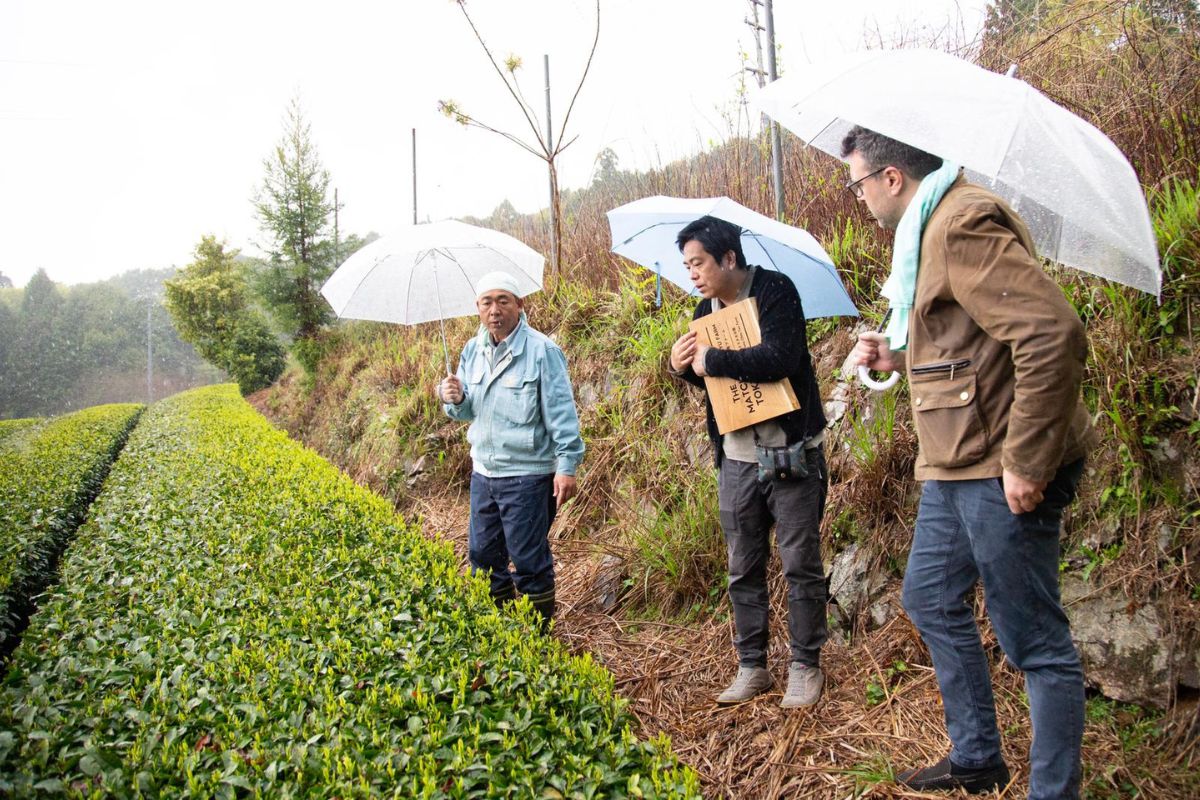 Te-bønder viser de grønne tebuskene på plantasjen