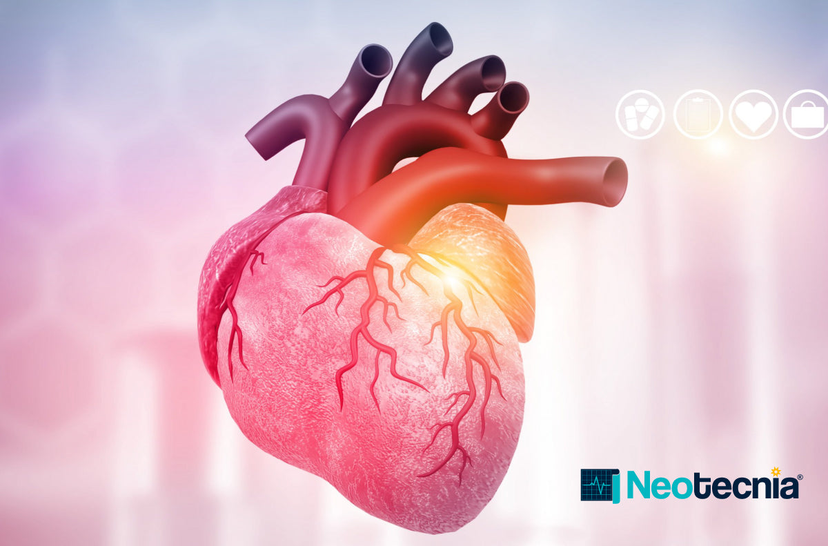 Que es el corazón y cómo funciona - Neotecnia