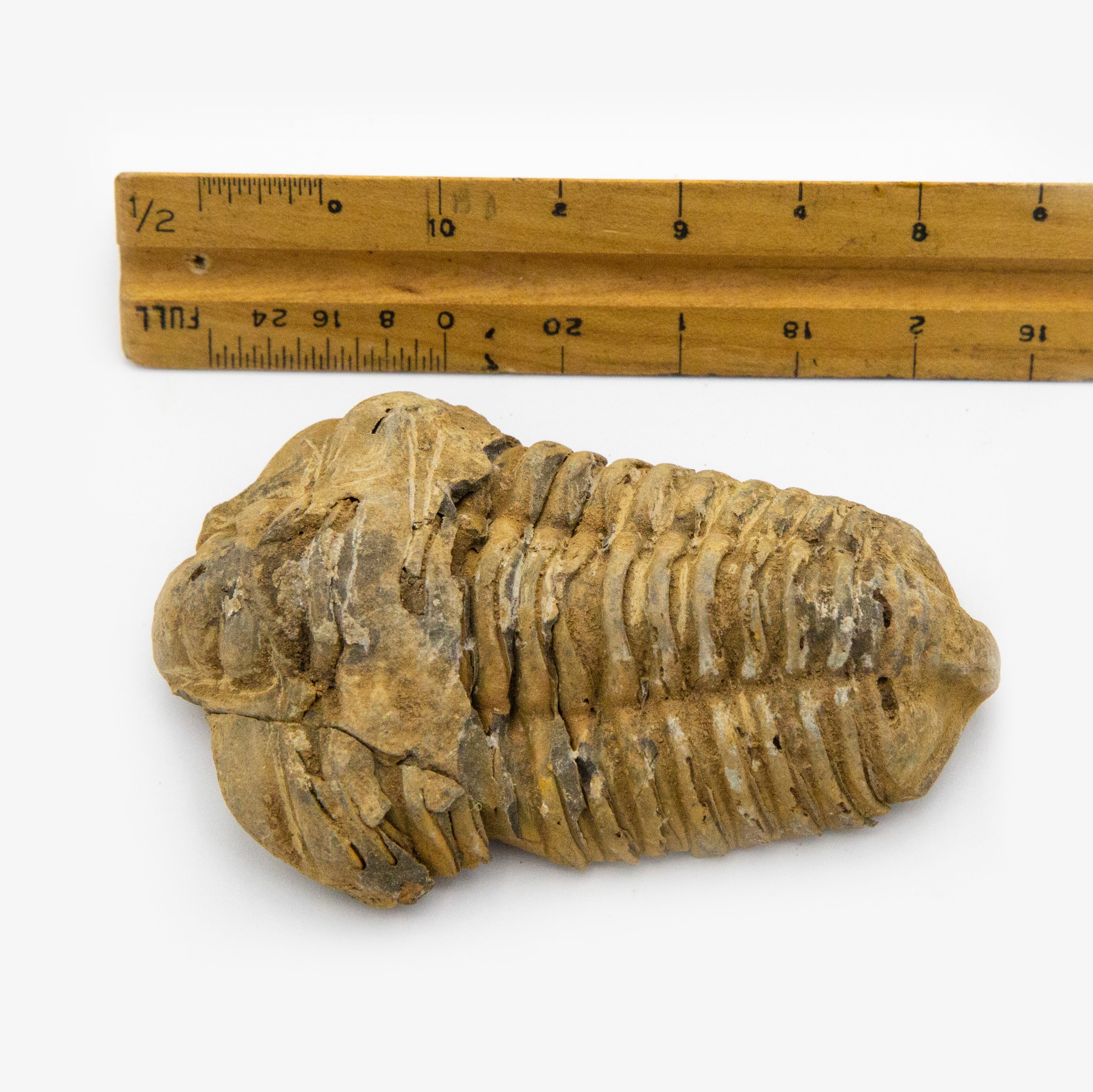 Paleozoic Trilobite Fossil – Ballyhoo Curiosity Shop