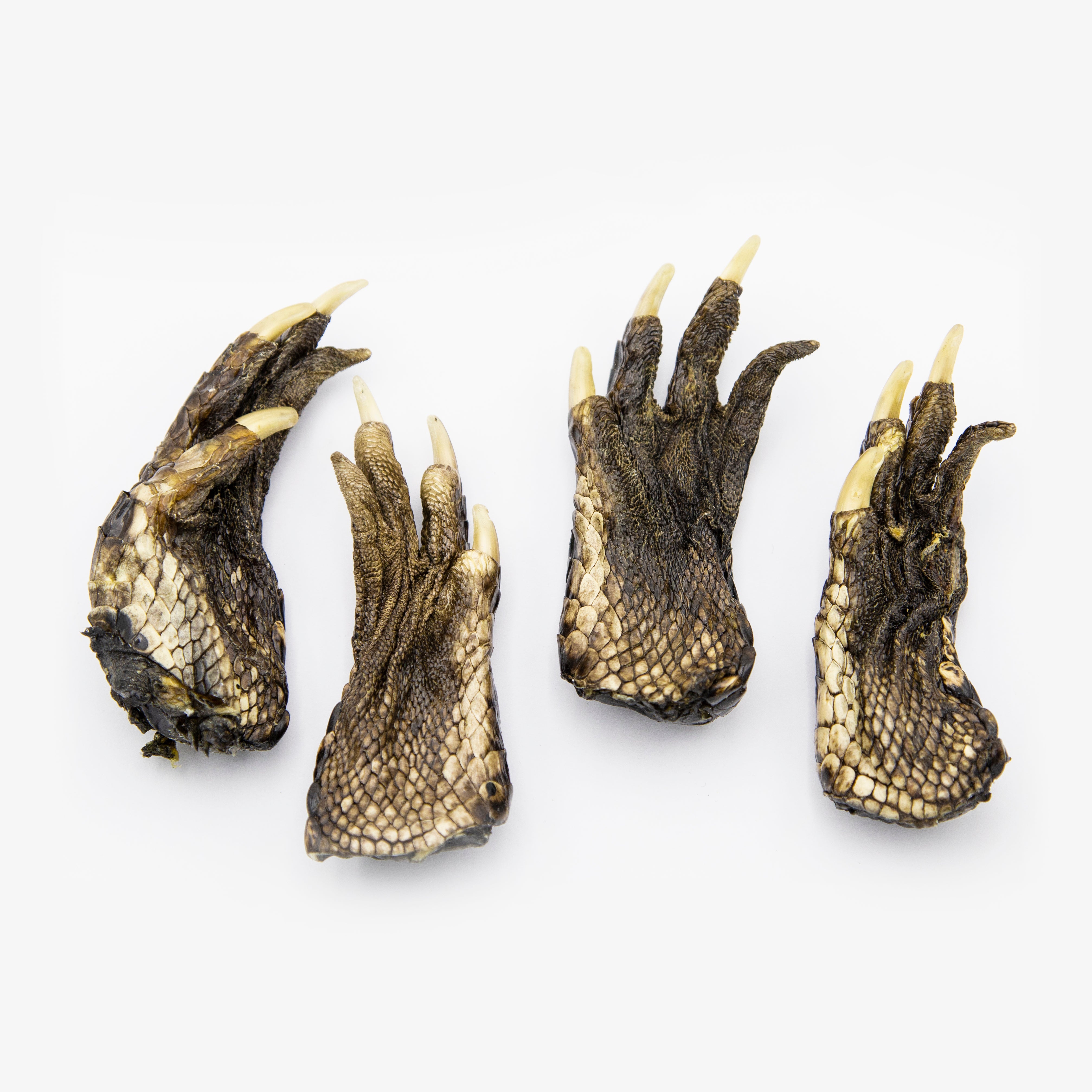 Real Alligator Claw – Ballyhoo Curiosity Shop