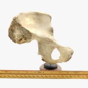 Genuine Human Hemipelvis Bone