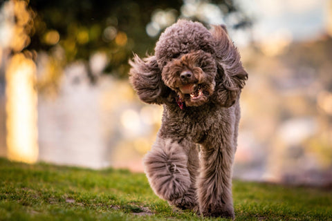 Dog running across grass.