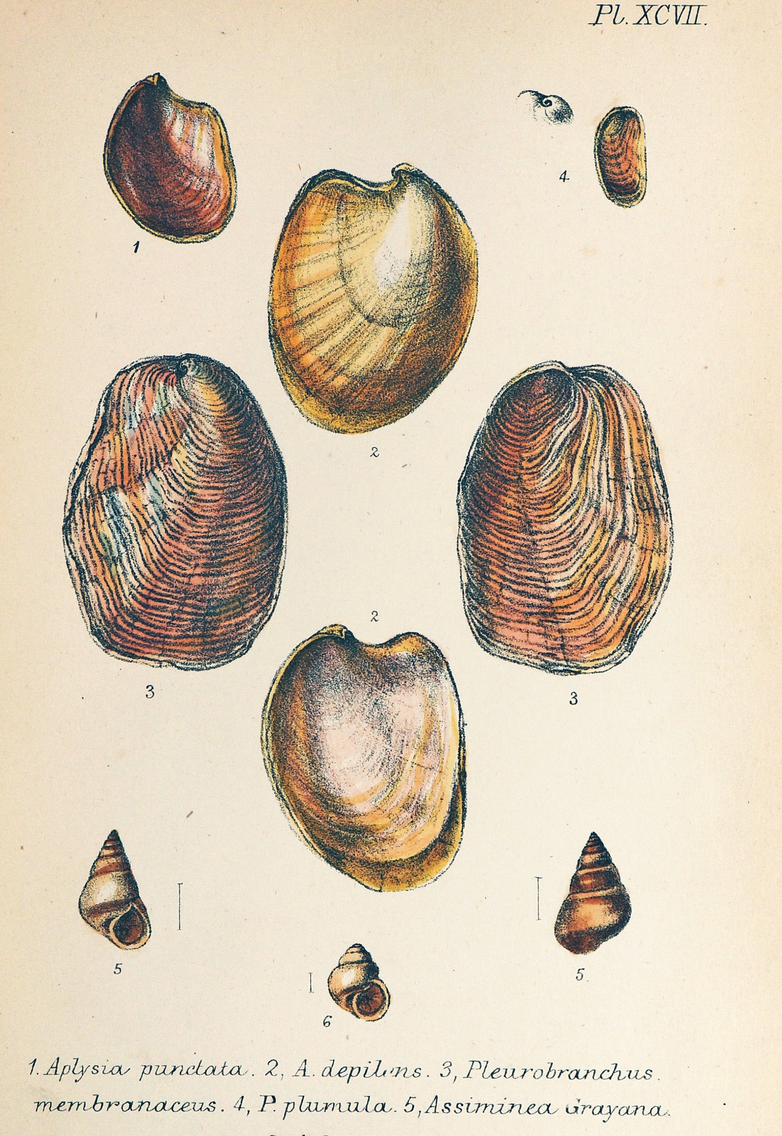 Various Sea Shells print by Deddeda