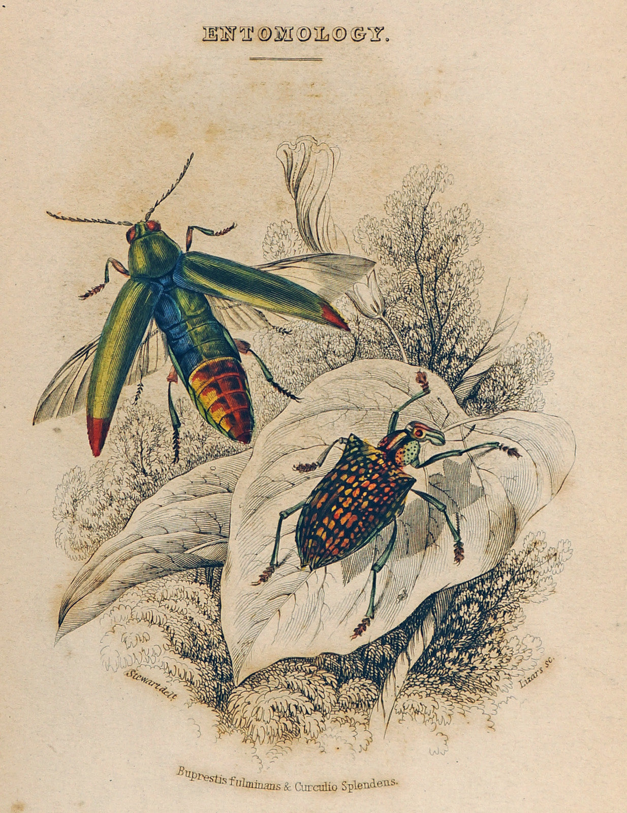 vintage cicada illustration