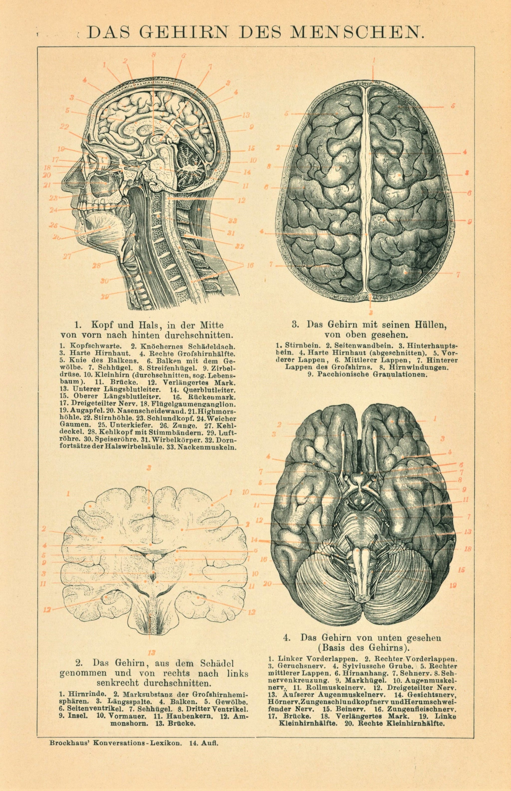 Authentic Vintage Antique Print Human Brain Anatomy
