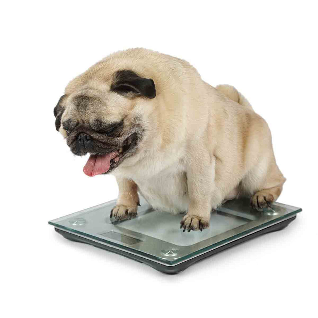 3 Tips for helping overweight dogs — Newlands Pets
