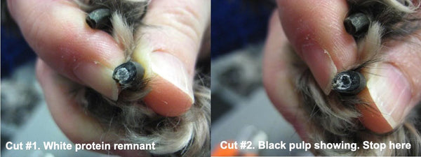 Trim black nails dog cut trimming black dog nails with pictures