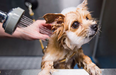 Dog Shampoo Ingredients Avoid