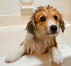 Shampoo How to Dog